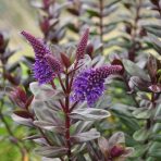  Purple Flower, Ecuador 2010